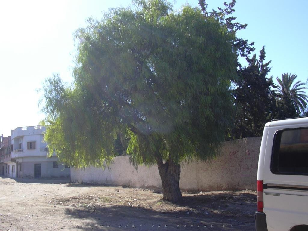 VOYAGE DU 10 2005 LA SENIA 015 L ENCEINTE DU CIMETIERE.JPG